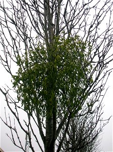 Mistletoe (Viscum album) growing on a Rowan Tree in Kilwinning, North Ayrshire, Scotland