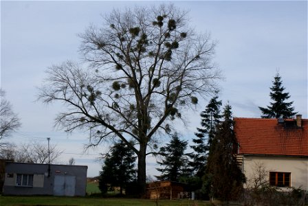 A mistletoe grown tree