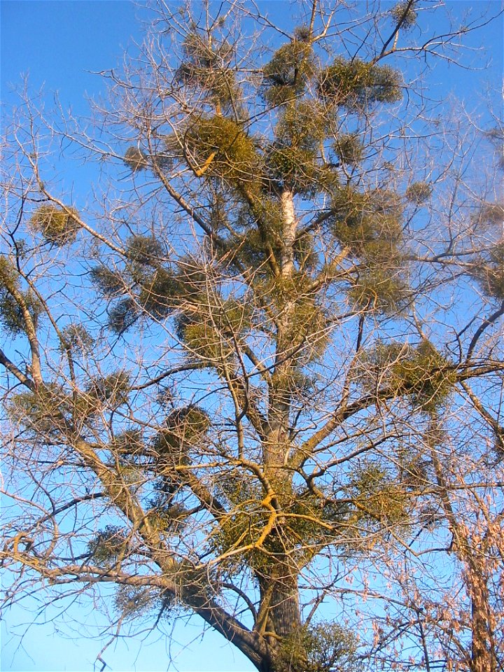 Poplar Tree in Pidvysoke, western Ukraine