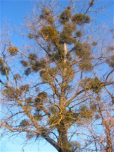 Poplar Tree in Pidvysoke, western Ukraine photo