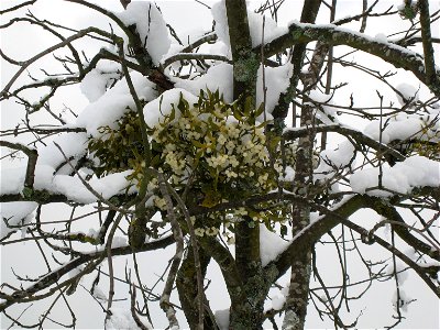 European Mistletoe (Viscum album) in Annecy-le-Vieux, France photo