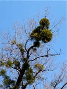 Viscum album on the Populus. Ukraine. photo