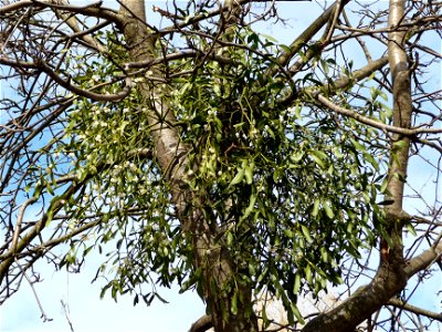 Viscum album on the Sorbus aucuparia (Rowan). Ukraine.