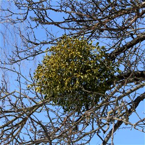 European Mistletoe (Viscum album) on the apple-tree. Ukraine. photo
