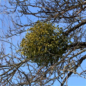European Mistletoe (Viscum album) on the apple-tree. Ukraine.