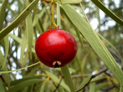 Santalum acuminatum fruit, West Wylong, New South Wales, Australia.