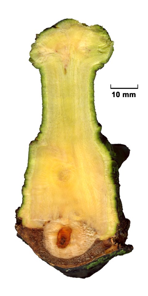 European Mistletoe (Viscum album). Cross-section on a branch of a Hybrid Black Poplar (Populus × canadensis). Ukraine.