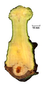 European Mistletoe (Viscum album). Cross-section on a branch of a Hybrid Black Poplar (Populus × canadensis). Ukraine.