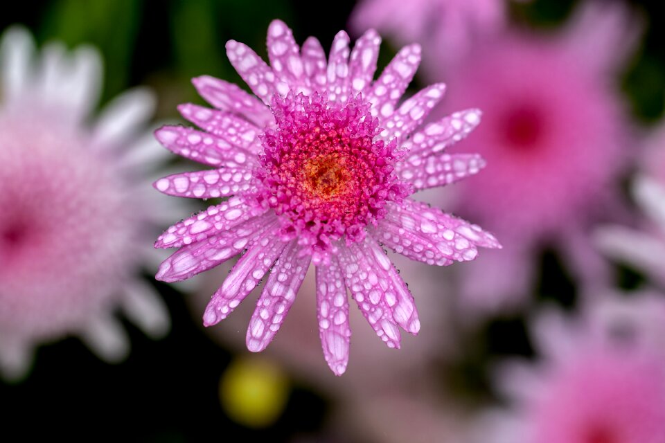 Petals color beauty