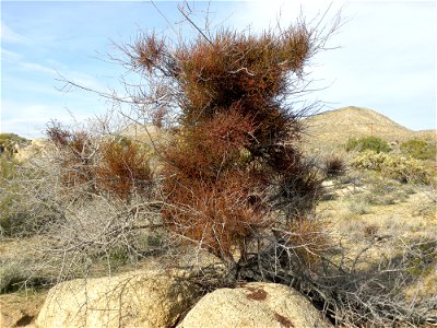 Phoradendron californicum (Desert Mistletoe) from the Mojave Desert, California. photo