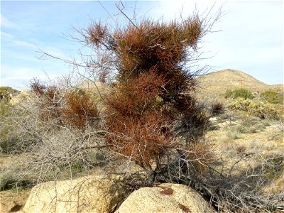 Phoradendron californicum (Desert Mistletoe) from the Mojave Desert, California.