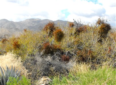 Lots of Phoradendron californicum in Anza Borrego Desert State Park, California, USA.
