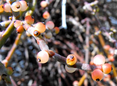 Fruit of Phoradendron californicum in Anza Borrego Desert State Park, California, USA. photo
