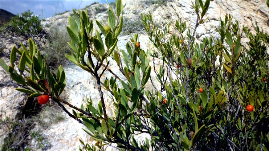 Osyris lanceolata in Monte Roldán, Cartagena (Spain). Parque Natural de la Sierra de la Muela, Cabo TIñoso y Roldán.
