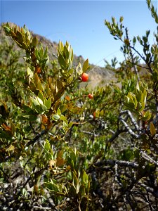 Osyris lanceolata (bayón) en el monte Roldán, Parque Natural de la Sierra de la Muela en Cartagena (Spain). photo