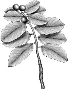 Santalum ellipticum BYN