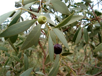 Santalum lanceolatum photo