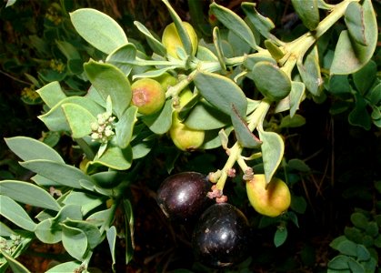 Osyris compressa bush berries. South Africa.