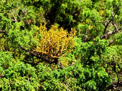 Arceuthobium azoricum growing over a branch of Juniperus brevifolia. Pictured at Serreta (c. 500 m elevation), western Terceira Island, Azores. photo