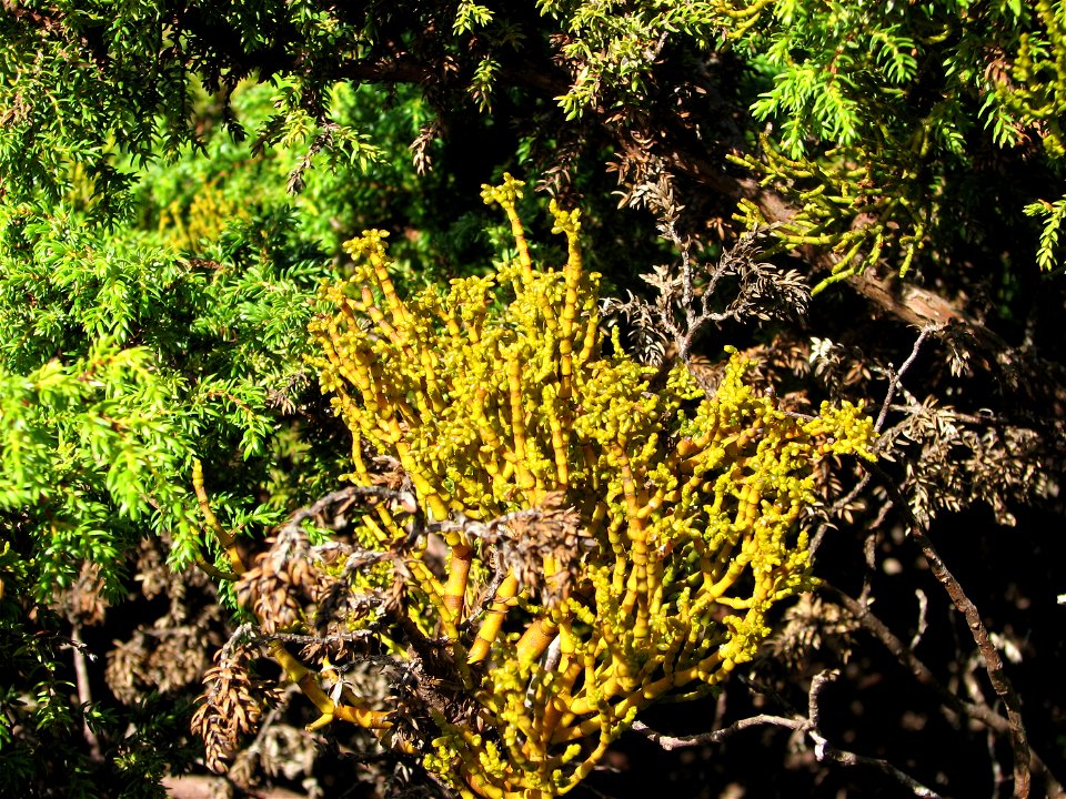 Arceuthobium azoricum in flower. Photo taken end October 2008 at Serreta, Terceira, Island, Azores.