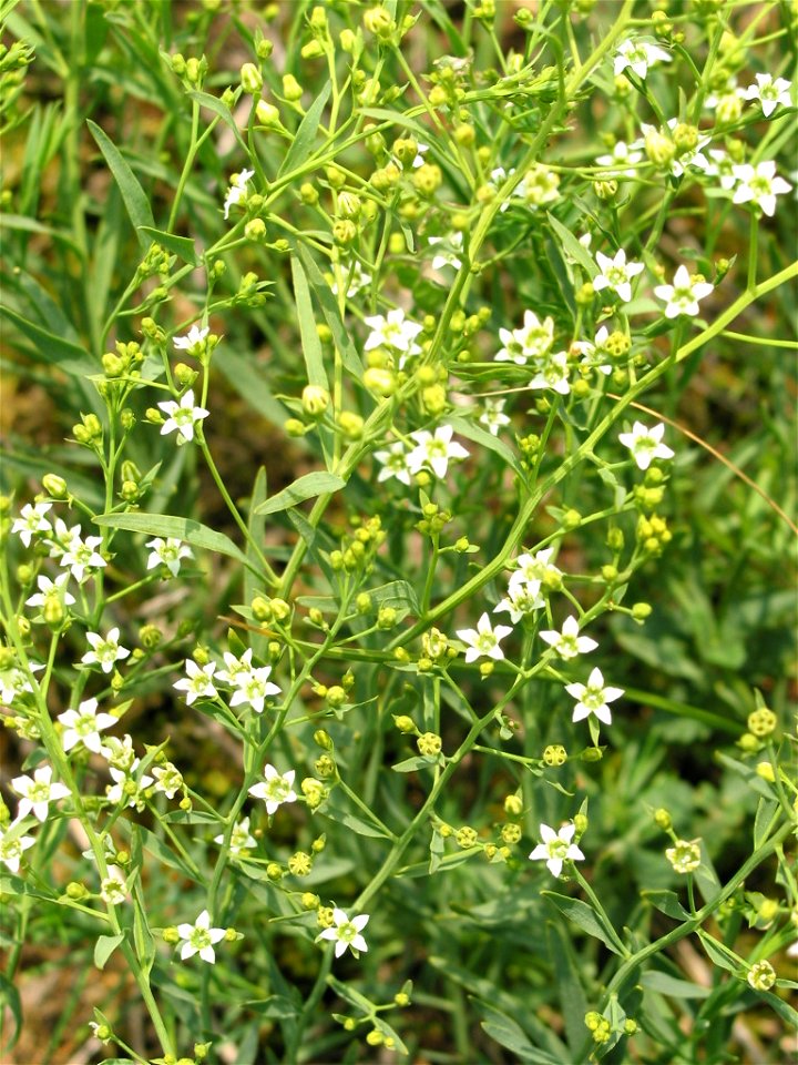 Thesium linophyllon