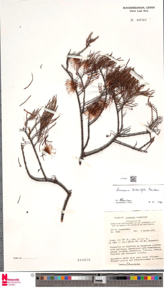 Amyema tridactyla, collected in NT, 1973-03-03, parasitic on calytrix on sandstone outcrops
Identified Bryan Alwyn Barlow (Naturalis Biodiversity Centre)
