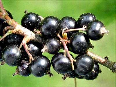Image title: Black currant fruit Image from Public domain images website, http://www.public-domain-image.com/full-image/flora-plants-public-domain-images-pictures/fruits-public-domain-images-pictures/ photo