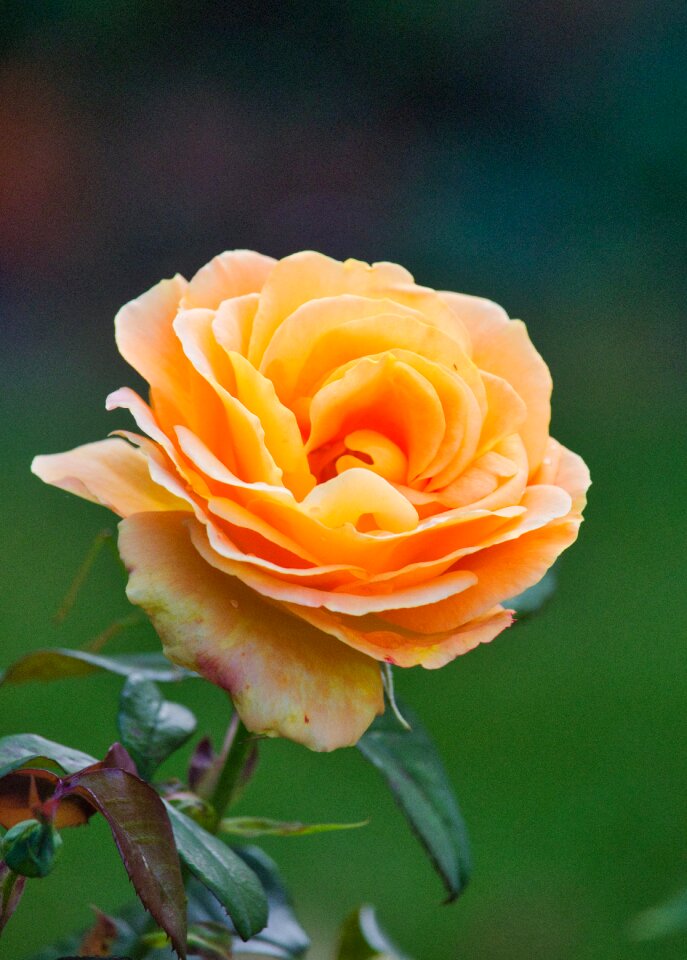 Close up romantic greeting card