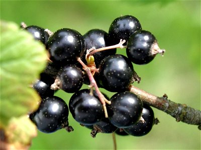 Image title: Black currant Image from Public domain images website, http://www.public-domain-image.com/full-image/flora-plants-public-domain-images-pictures/fruits-public-domain-images-pictures/blackc photo