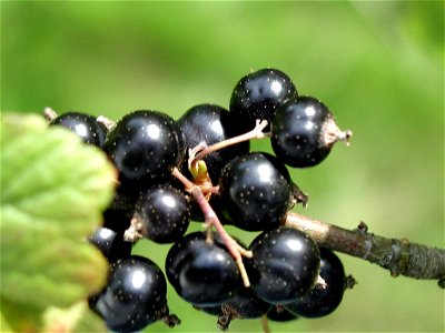 Image title: Blackcurrant Image from Public domain images website, http://www.public-domain-image.com/full-image/flora-plants-public-domain-images-pictures/fruits-public-domain-images-pictures/blackcu photo