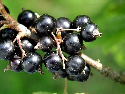 Image title: Blackcurrant carissa spinarum Image from Public domain images website, http://www.public-domain-image.com/full-image/flora-plants-public-domain-images-pictures/fruits-public-domain-images photo