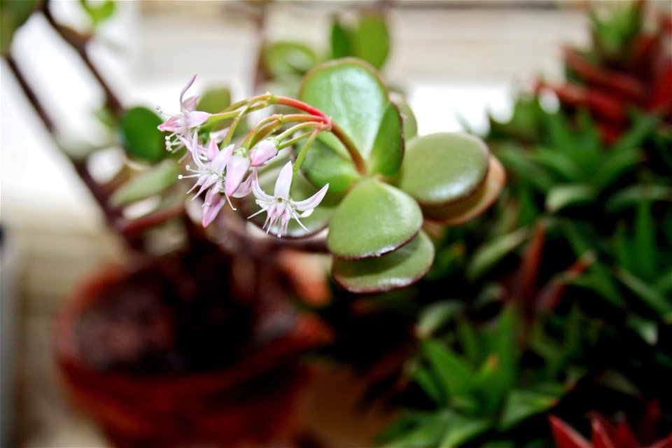 Flower of Crassula ovata photo