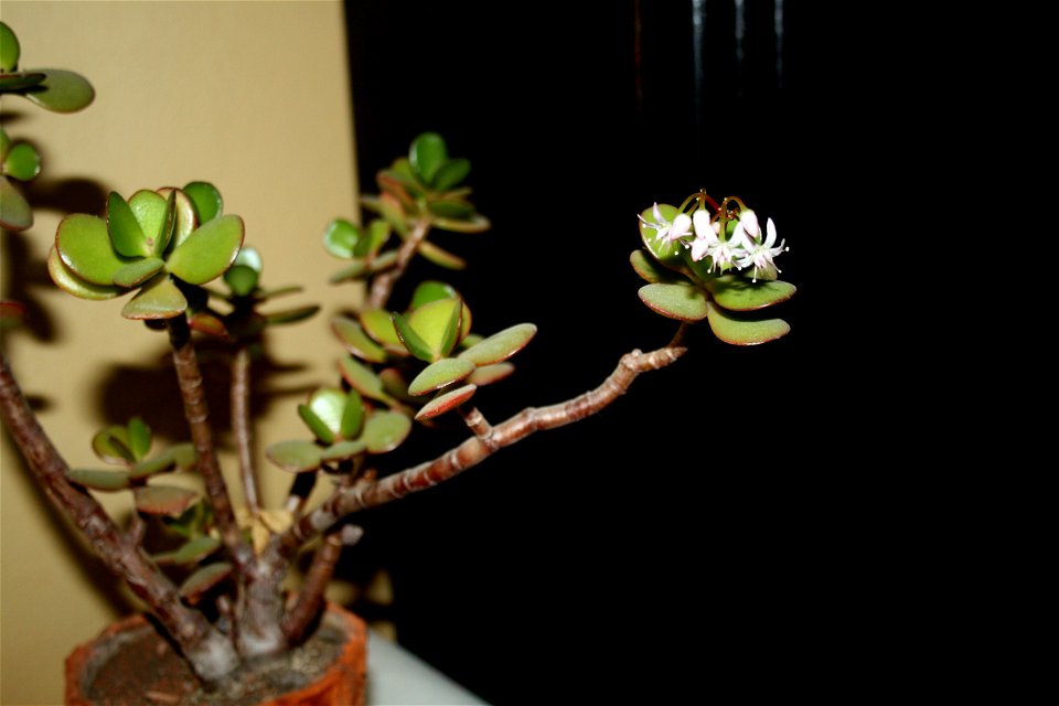 Flowering Crassula ovata photo