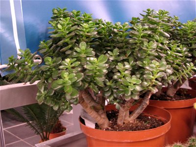 Crassula minor in a garden centre. Identified by its commercial botanic label. photo