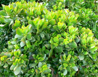 Crassula ovata. Jade plant. Photo taken in its natural habitat in South Africa.
