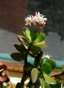 Flowering Crassula ovata, detail of flower