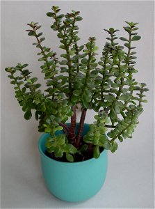 Crassula ovata, potted plant, Geldbaum photo