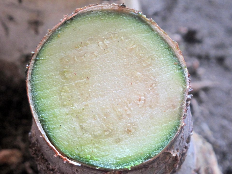 Horizontal cut of crassula (C. ovata)