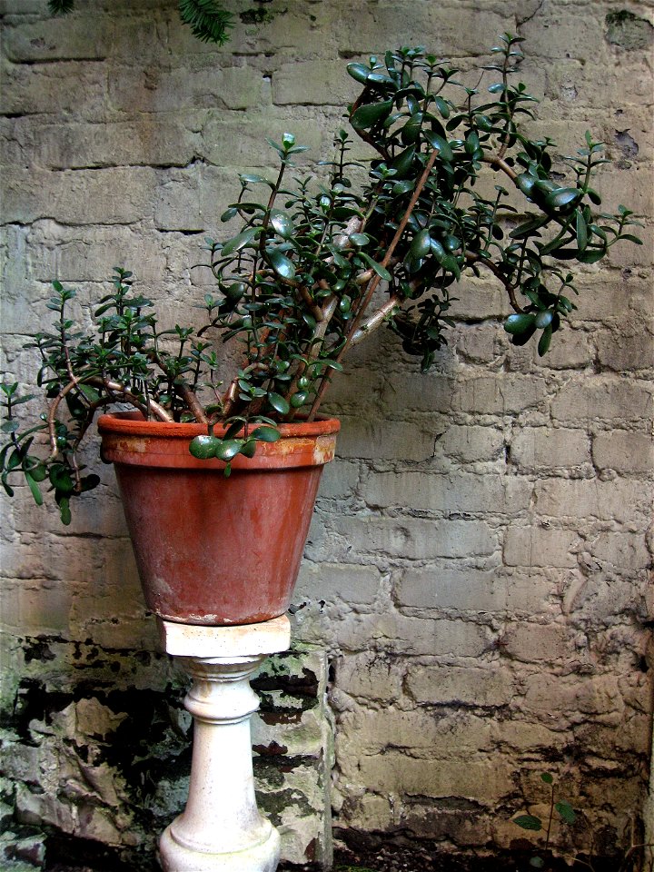 “Fette Henne”, „Geldbaum“, Zimmerpflanze