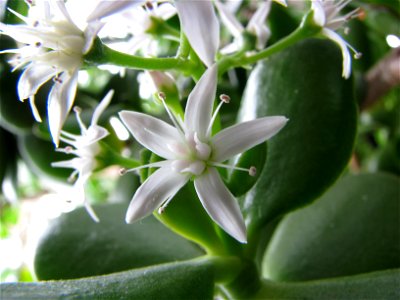 Jade Flower photo