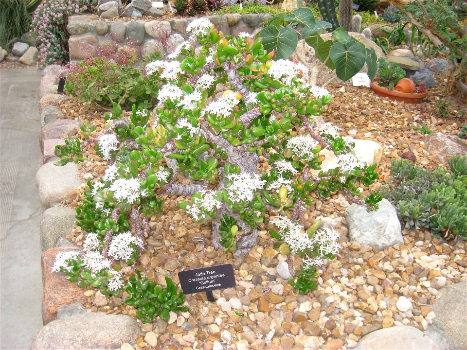 Crassula argentea. Specimen in the conservatory - Matthaei Botanical Gardens, University of Michigan, 1800 N Dixboro Road, Ann Arbor, Michigan, USA.