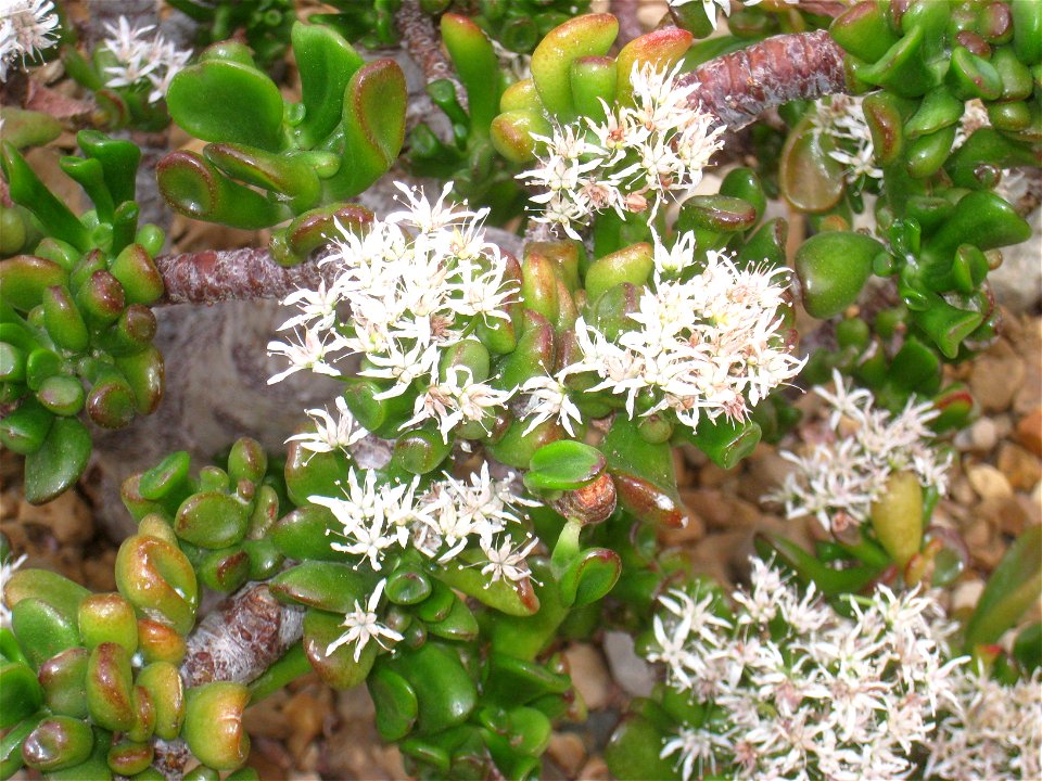 Crassula argentea. Specimen in the conservatory - Matthaei Botanical Gardens, University of Michigan, 1800 N Dixboro Road, Ann Arbor, Michigan, USA.