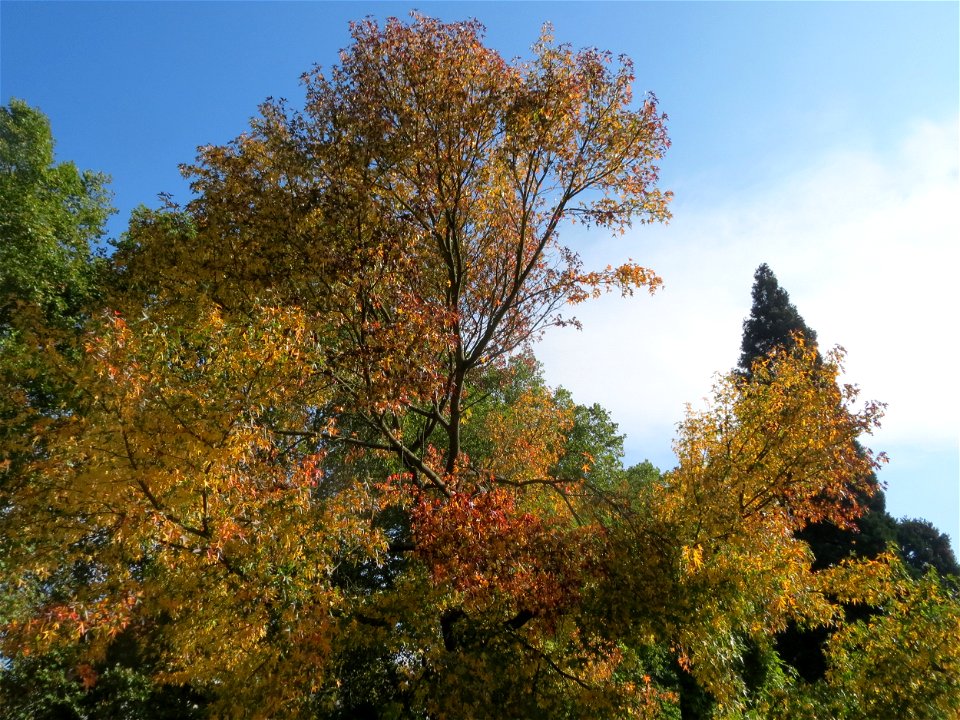 Amberbaum (Liquidambar styraciflua) am Staden in Saarbrücken