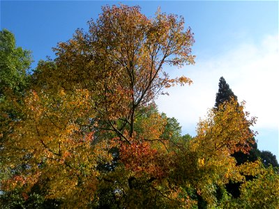 Amberbaum (Liquidambar styraciflua) am Staden in Saarbrücken