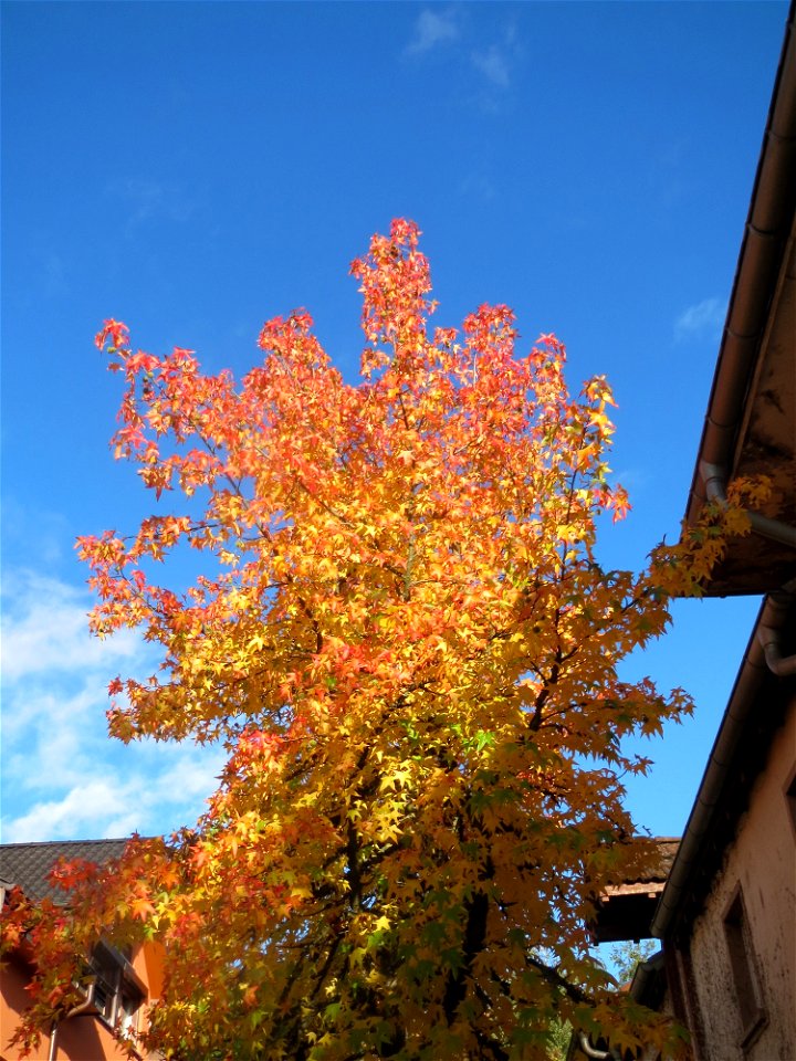 Amerikanischer Amberbaum (Liquidambar styraciflua) in Hockenheim