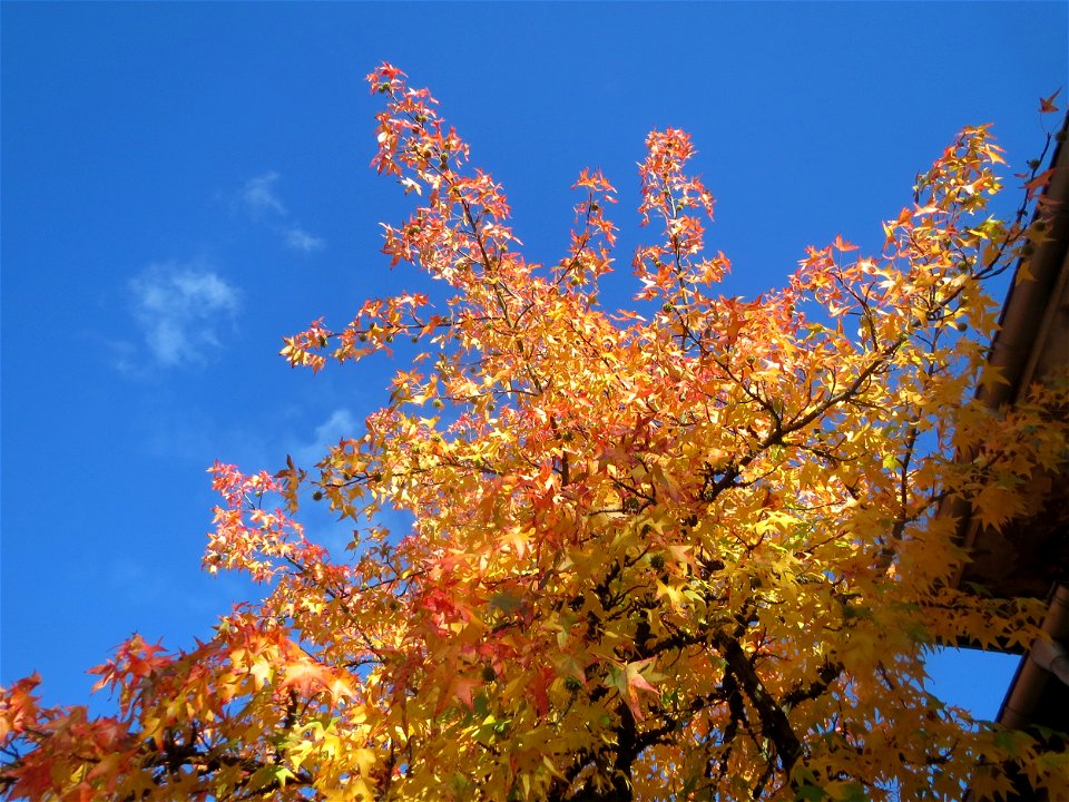 Amerikanischer Amberbaum (Liquidambar styraciflua) in Hockenheim