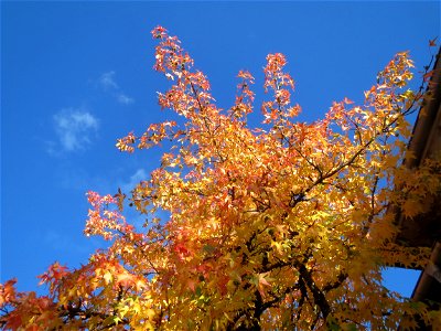 Amerikanischer Amberbaum (Liquidambar styraciflua) in Hockenheim