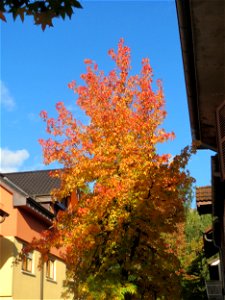 Amerikanischer Amberbaum (Liquidambar styraciflua) in Hockenheim