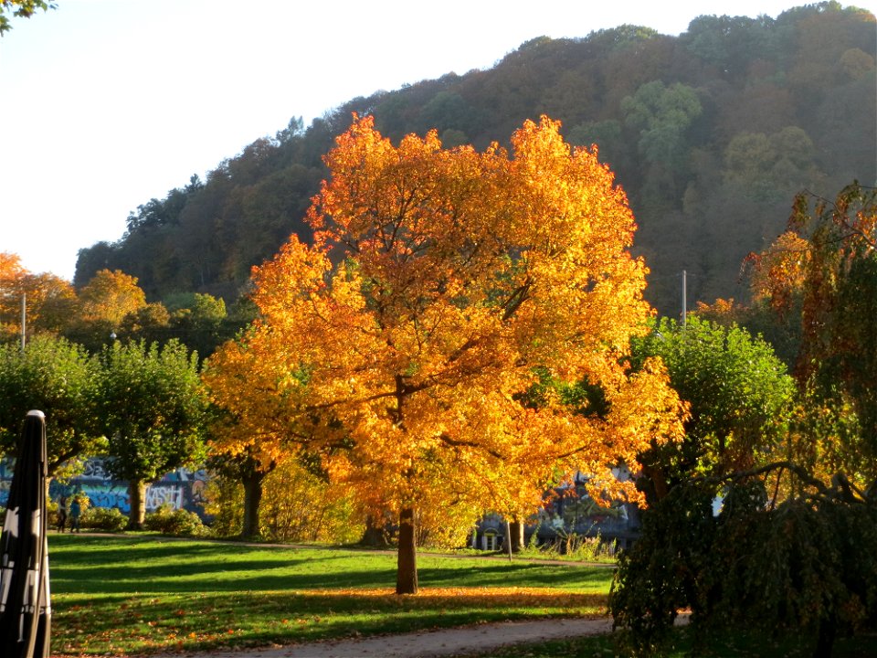 Amberbaum (Liquidambar styraciflua) am Staden in Saarbrücken