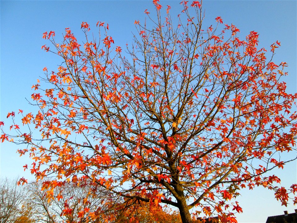 Amerikanischer Amberbaum (Liquidambar styraciflua) im Gartenschaupark Hockenheim